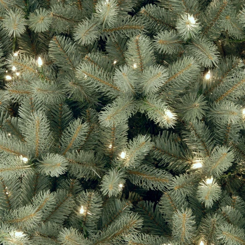 Christmas Central 6’ Pre-Lit Downswept Douglas Blue Fir Christmas Tree - Clear Lights 2 Christmas Central 6’ Pre-Lit Downswept Douglas Blue Fir Christmas Tree - Clear Lights - Image 2